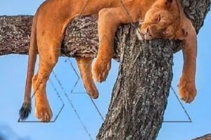 Agustin Vergara, Masajista