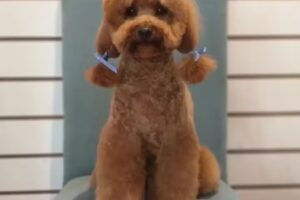 &Aacute;ngeles sin voz, peluquer&iacute;a canina.