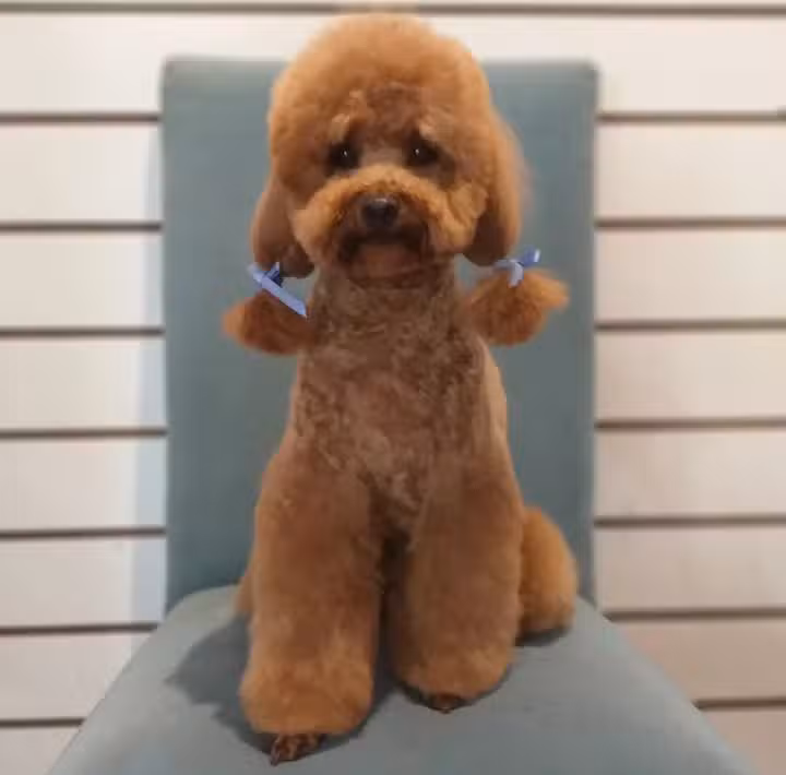 &Aacute;ngeles sin voz, peluquer&iacute;a canina.