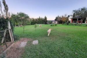 Animales Sueltos Spa y Resort Canino