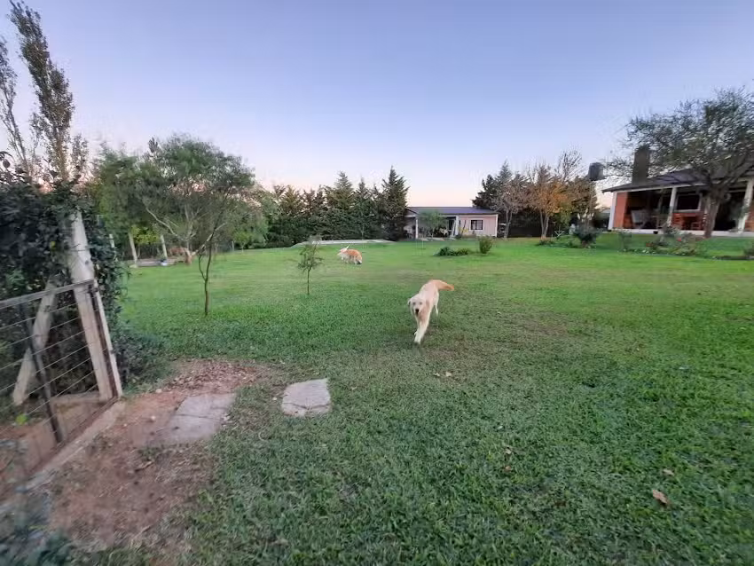 Animales Sueltos Spa y Resort Canino