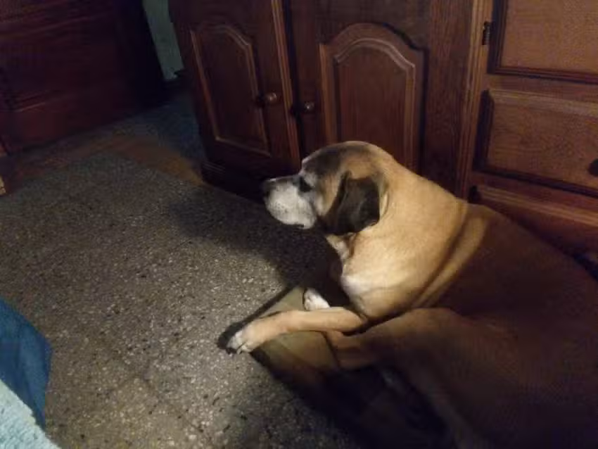 Aries Tu Pelu