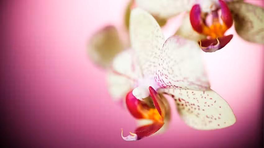 Aura Estetica Facial y Depilacion Laser