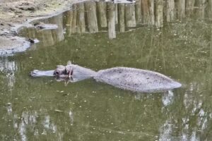 Balneario Zoo America, Rivadavia Bs As