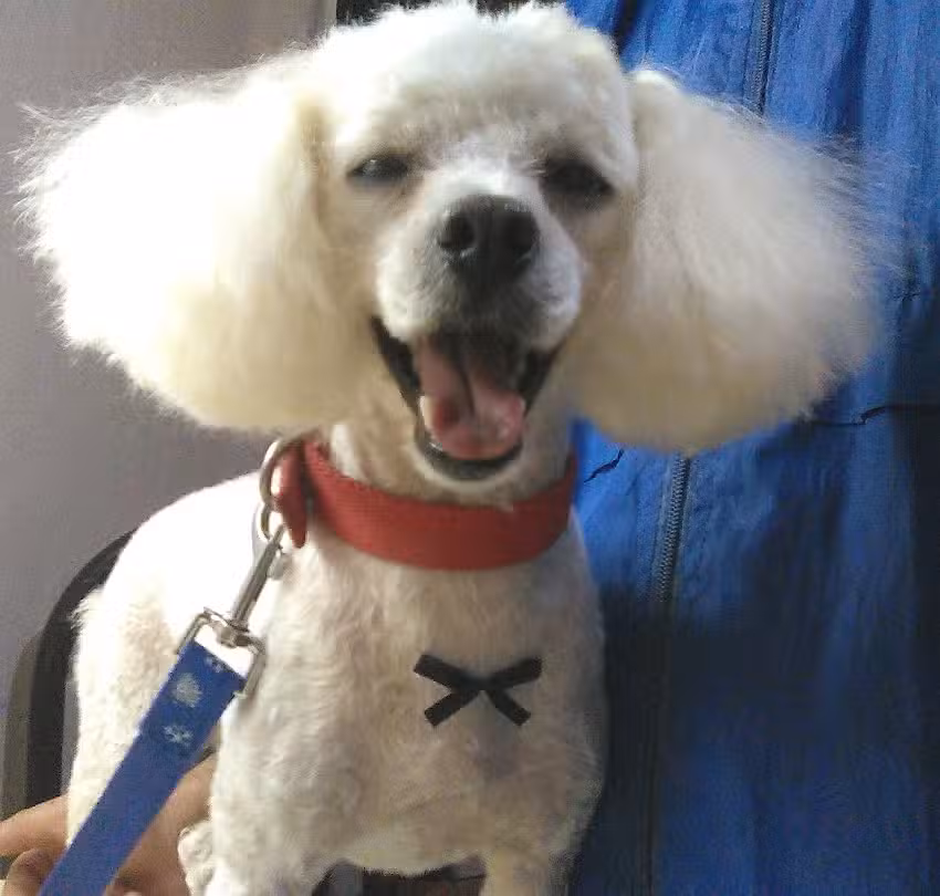 &ldquo;Belleza Perruna &rdquo; (peluquer&iacute;a canina)