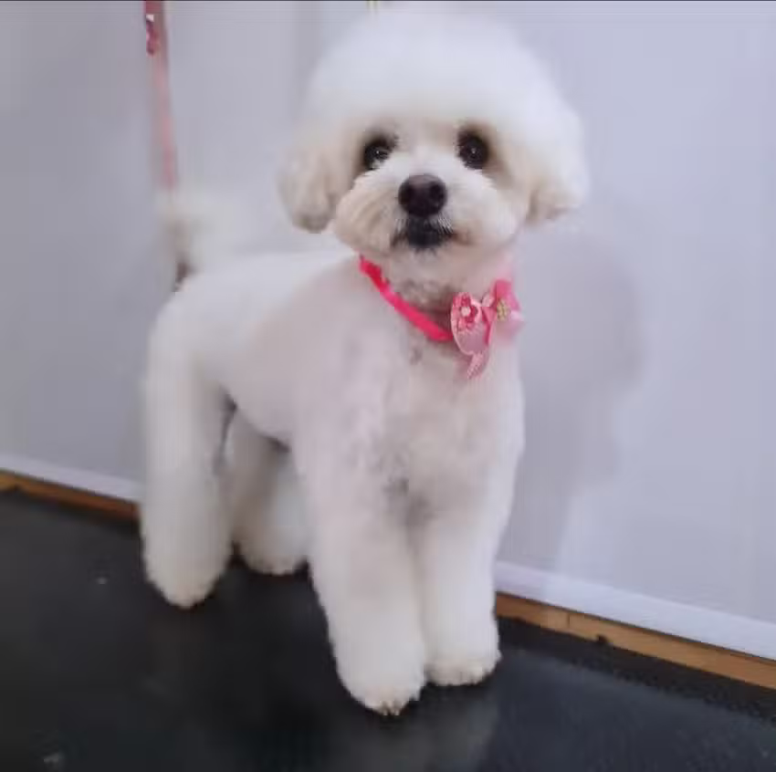 Bien Fifi &ndash; Peluquer&iacute;a de mascotas