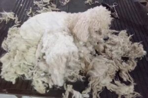 Carita de L&aacute;piz