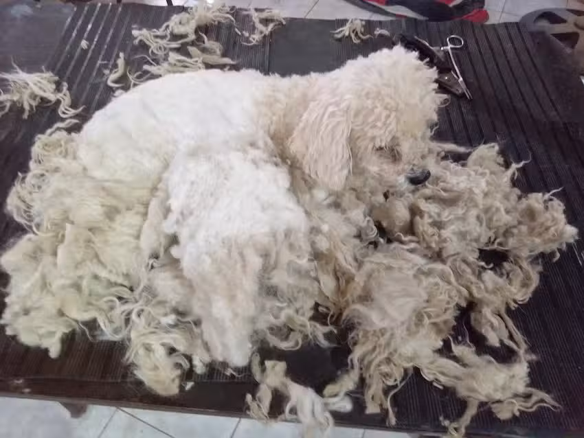 Carita de L&aacute;piz