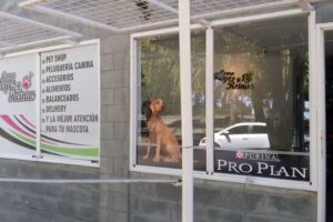 Como Reyes Y Reinas Pets Shop y Peluquería Canina