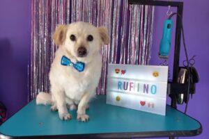 Coquetos y peluditos