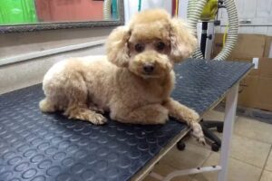 d&rsquo;pelos &ndash; Peluquer&iacute;a Canina