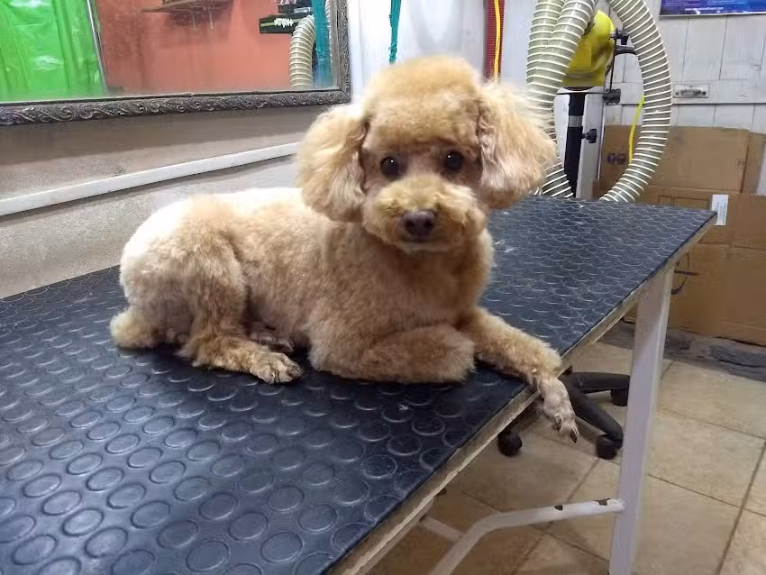 d&rsquo;pelos &ndash; Peluquer&iacute;a Canina