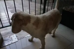 Duah imagen y belleza