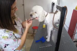 Estética canina Eva