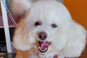 estética canina “orejitas locas”