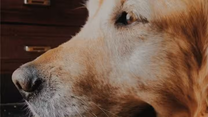 Est&eacute;tica y Peluqueria Canina. Loky&rsquo;s