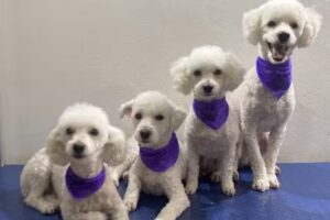 Frida Mundo Canino – Peluquería Canina