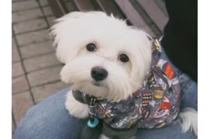 Gina – Peluquería Canina –