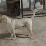 HUELLITAS Peluquer&iacute;a Canina