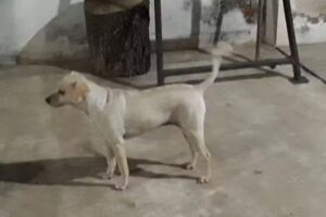 HUELLITAS Peluquer&iacute;a Canina