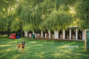 Knino’s Escuela, Guardería y Peluquería Canina