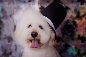 Kria-Turas Martelli Peluquer&iacute;a Canina