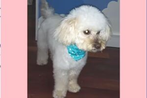 La Perrikiur Peluquer&iacute;a Canina (Pilar Centro)