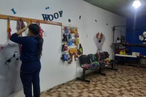 Look estética canina