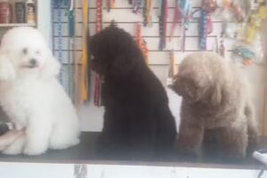 Los Peludos