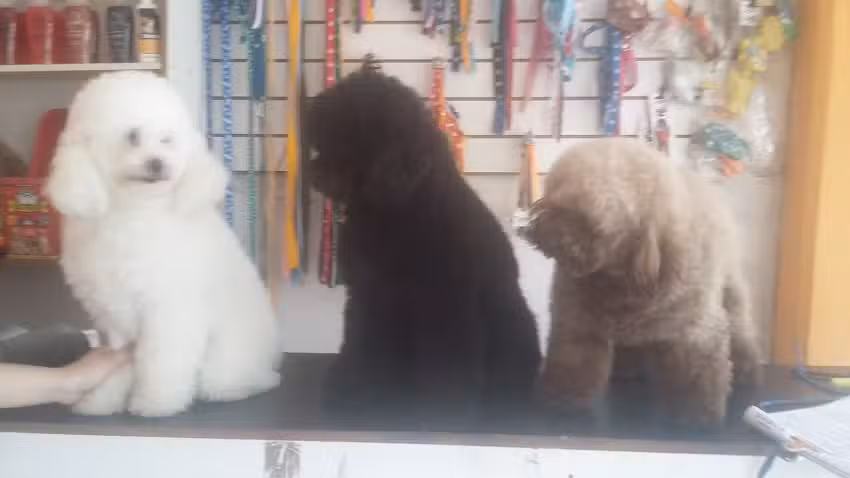 Los Peludos
