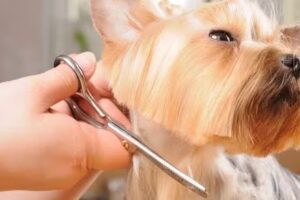 Meu Amigao Peluquer&iacute;a De Animales