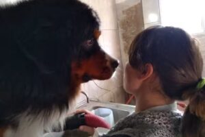 O.D.j. Peluqueria Canina