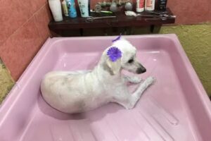 Pelitos Peluqueria Canina