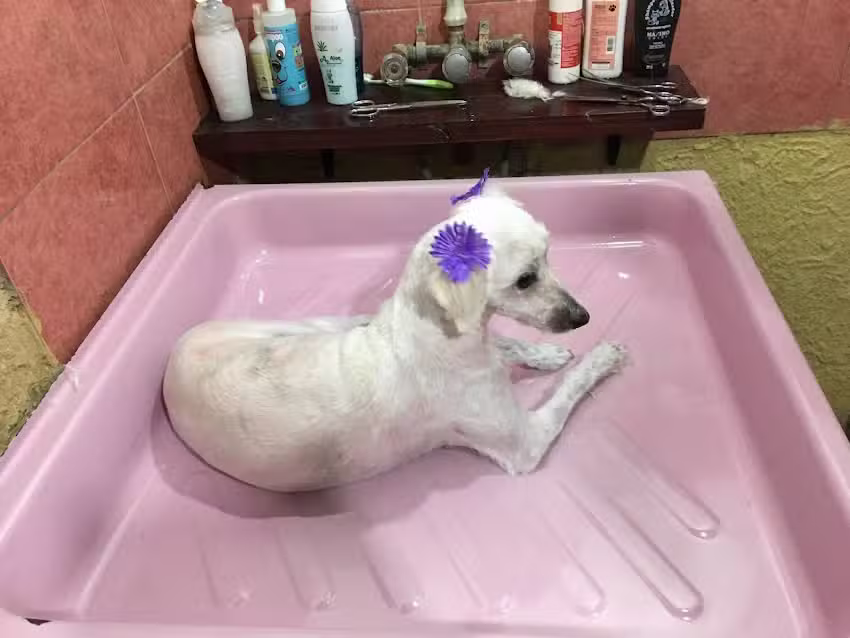 Pelitos Peluqueria Canina