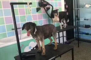 Pelu canina PELUCHIN