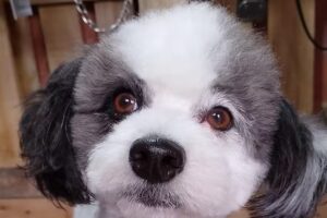 Pelucanina &ldquo;La Cuchita&rdquo;♡♡♡