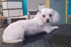 Peluqueados peluquer&iacute;a y guarder&iacute;a canina