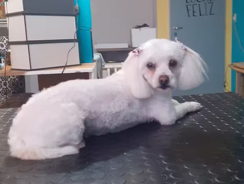 Peluqueados peluquer&iacute;a y guarder&iacute;a canina