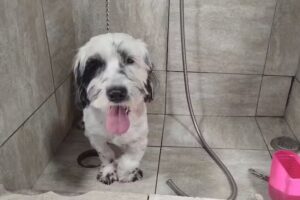 Peluquería Amiguito Peludo