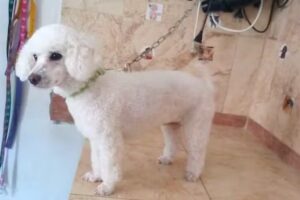 Peluqueria Belleza Perruna