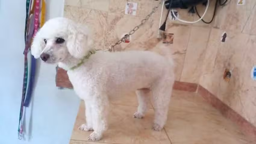 Peluqueria Belleza Perruna