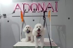 Peluquer&iacute;a canina