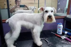 Peluqueria Canina