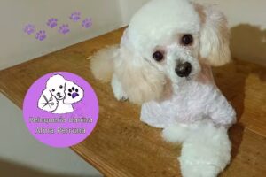Peluquer&iacute;a Canina ALMA PERRUNA