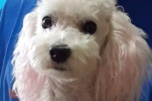 Peluqueria canina angeles de cuatros patas