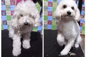 Peluqueria canina C&C