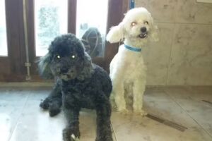 Peluqueria Canina Coddee
