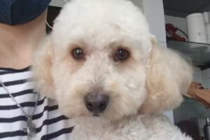 Peluqueria Canina Cristian Aybar