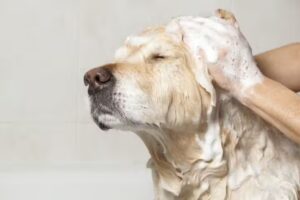 Peluquería canina Cuatro Patas – zona San Pedrito