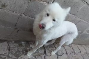 PELUQUERIA CANINA “HACHIKO”